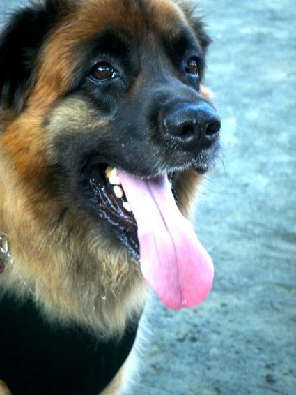0909rosy.jpg