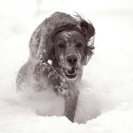 snowdog_1.jpg