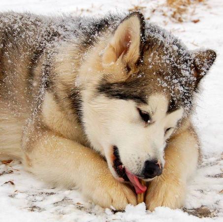 snowdog_2.jpg