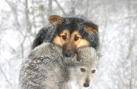 snowdog_4.jpg