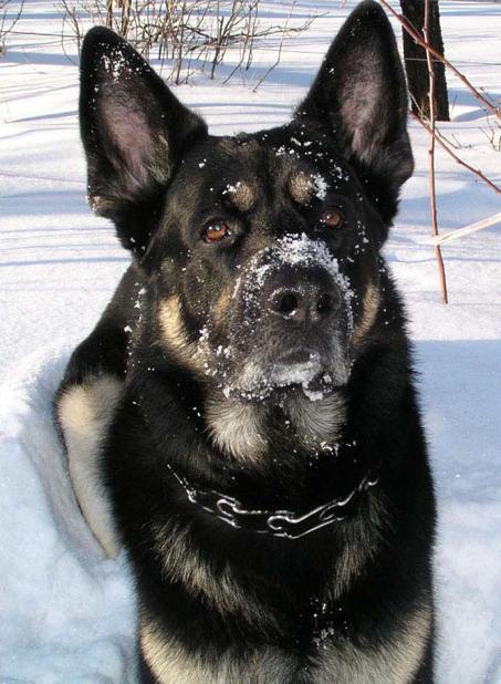 snowdog_6.jpg