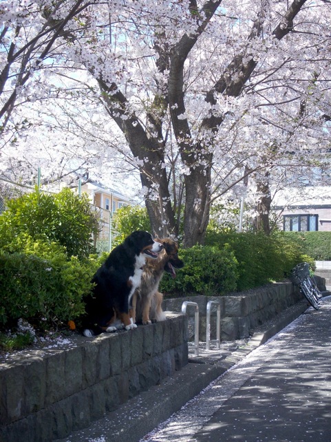 0418_mayrosy_sakura.jpg
