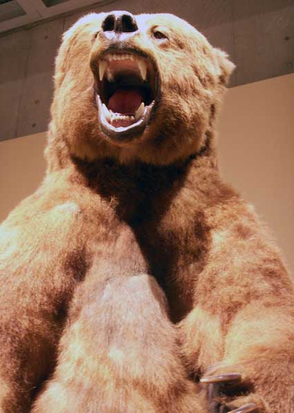 100515_bear.jpg