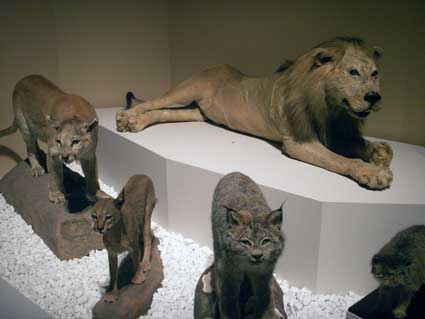 100515_bigcat.jpg