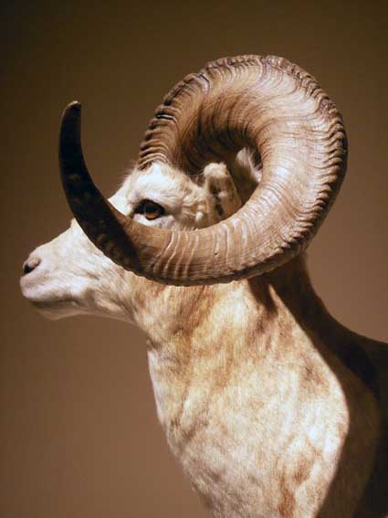 100515_bighorn.jpg