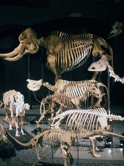 100515_bones.jpg