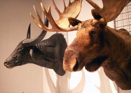 100515_moose.jpg