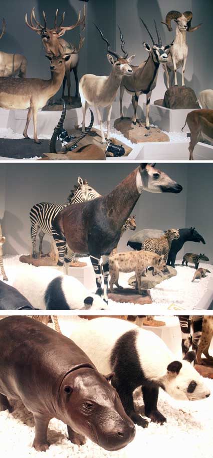 100515_panda.jpg