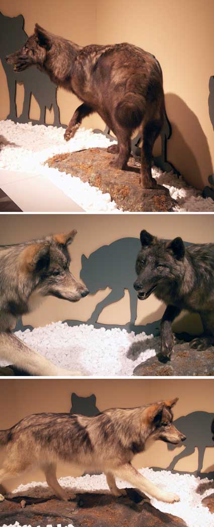 100515_wolves.jpg