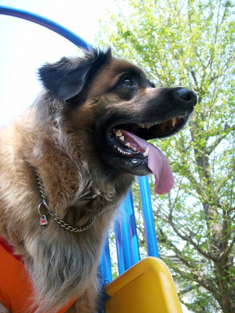 100709_rosy.jpg