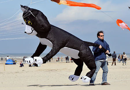 20080414 dog kite.jpg