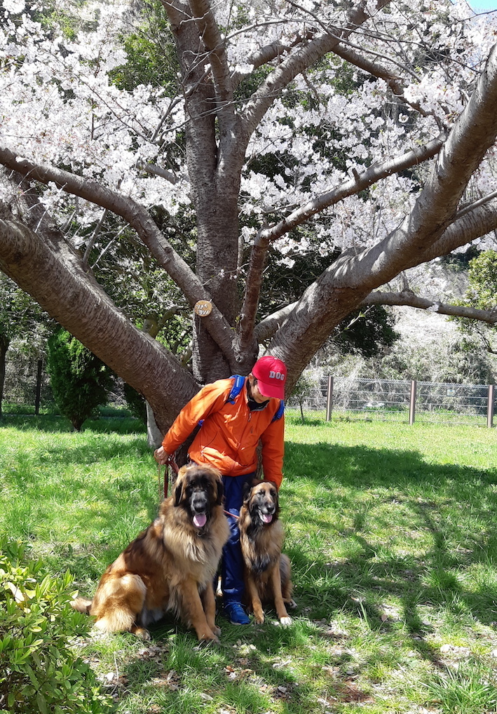 20190404_113101_とも玉八桜笑顔_FB.jpg