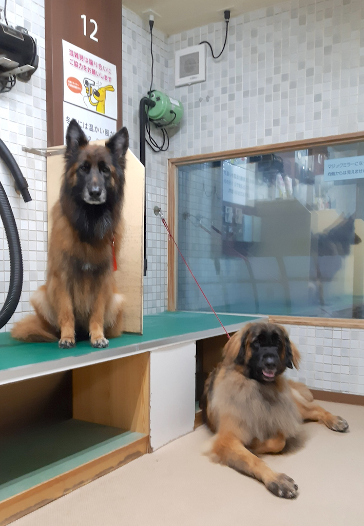 20191015_164532_玉八ドライヤールーム_FB.jpg