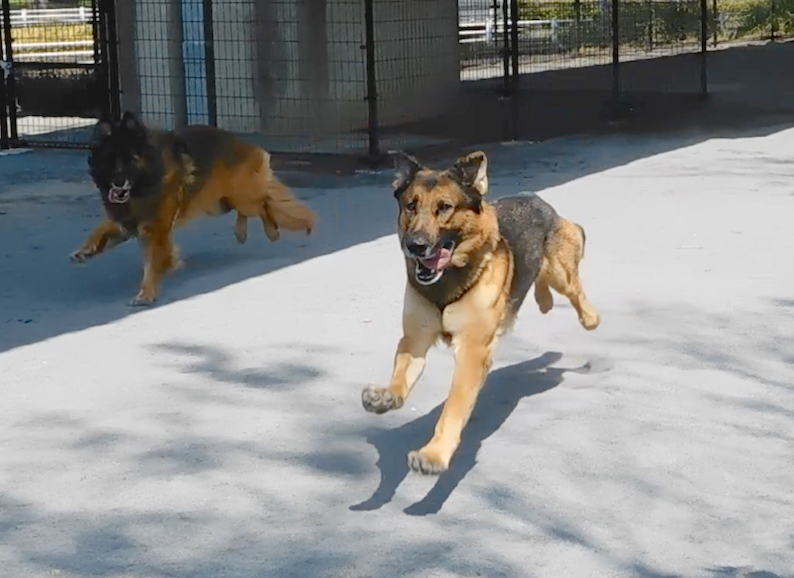 2020-04-09_飛行犬グラ_FB.jpg