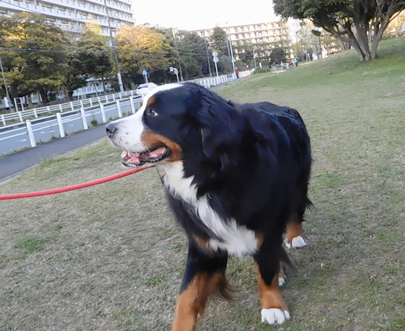 2020-04-26_ジャスパー横向き_FB.jpg