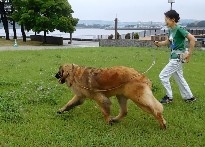 2020-06-25のぶハチ芝生ラン4_FB.jpg