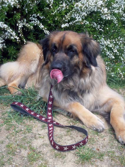 ★leash_rosy_090415.jpg