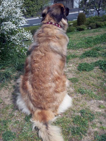 ★leash_rosy_back_090415.jpg