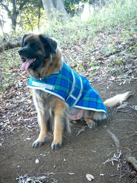 BLC_coat_2.jpg