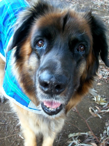 BLC_coat_3.jpg