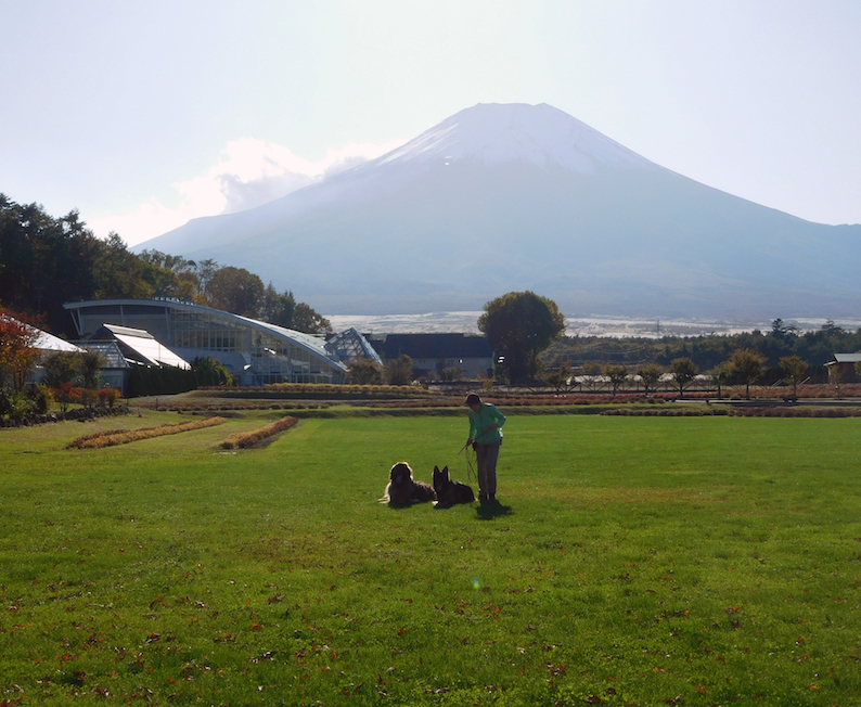 DSCN0074_のぶ玉八花の都公園富士_FB.jpg