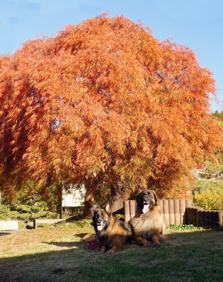 DSCN0080_玉八オレンジ色紅葉_FB.jpg