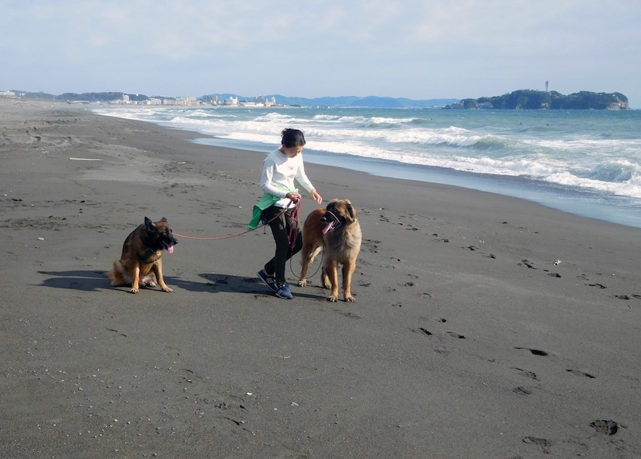 DSCN0202_のぶ玉八辻堂ビーチ江ノ島_FB.jpg