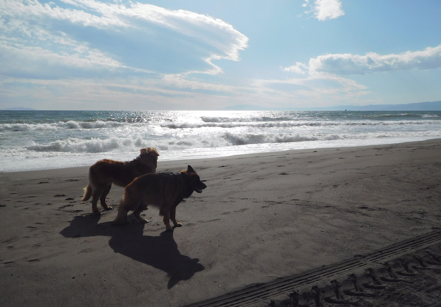 DSCN0225_玉八シルエット波打ち際ベスト_FBFB.jpg
