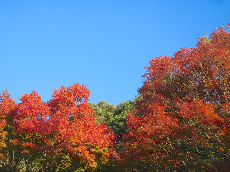 DSCN0300_うみんぽ紅葉_FB.jpg