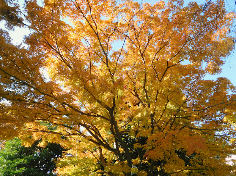 DSCN0348_きいろ紅葉_FB.jpg