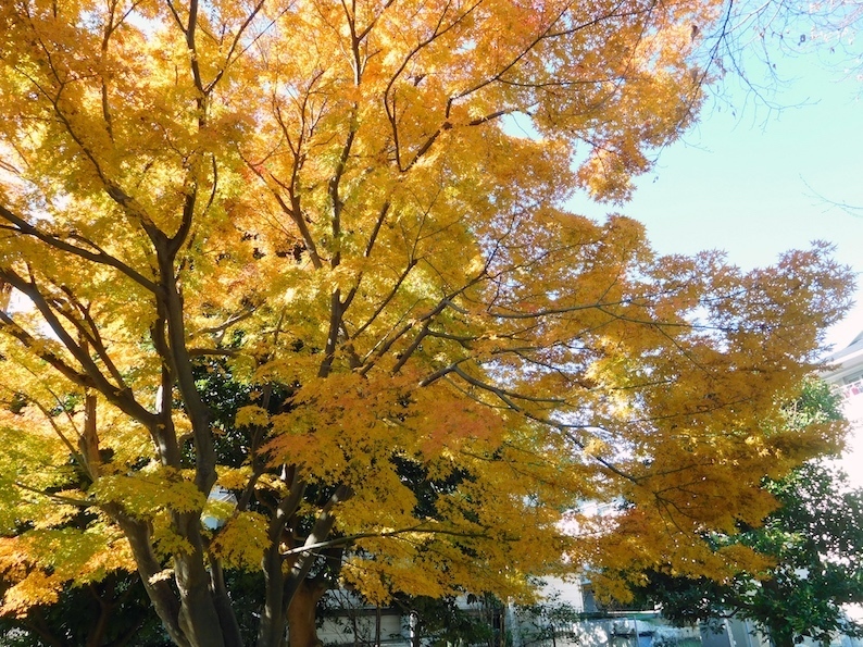 DSCN0349_きいろ紅葉_FB.jpg