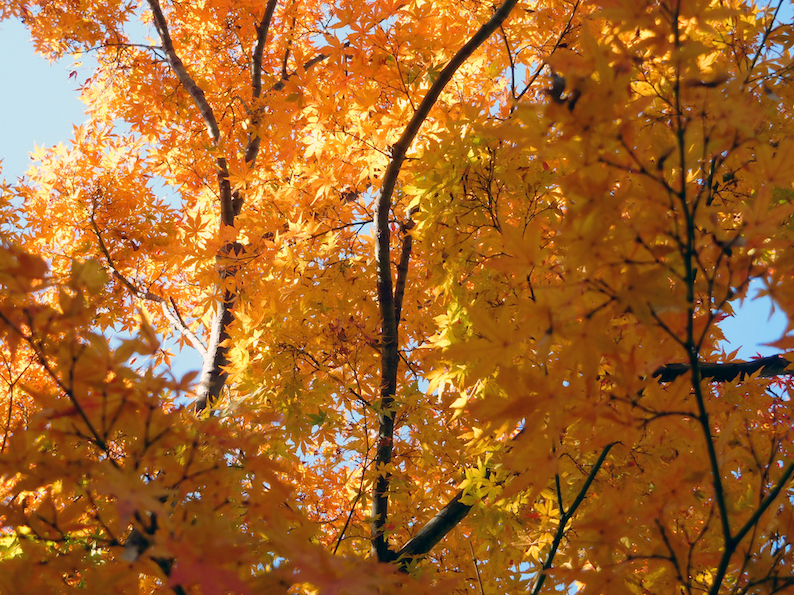 DSCN0350_きいろ紅葉_FB.jpg