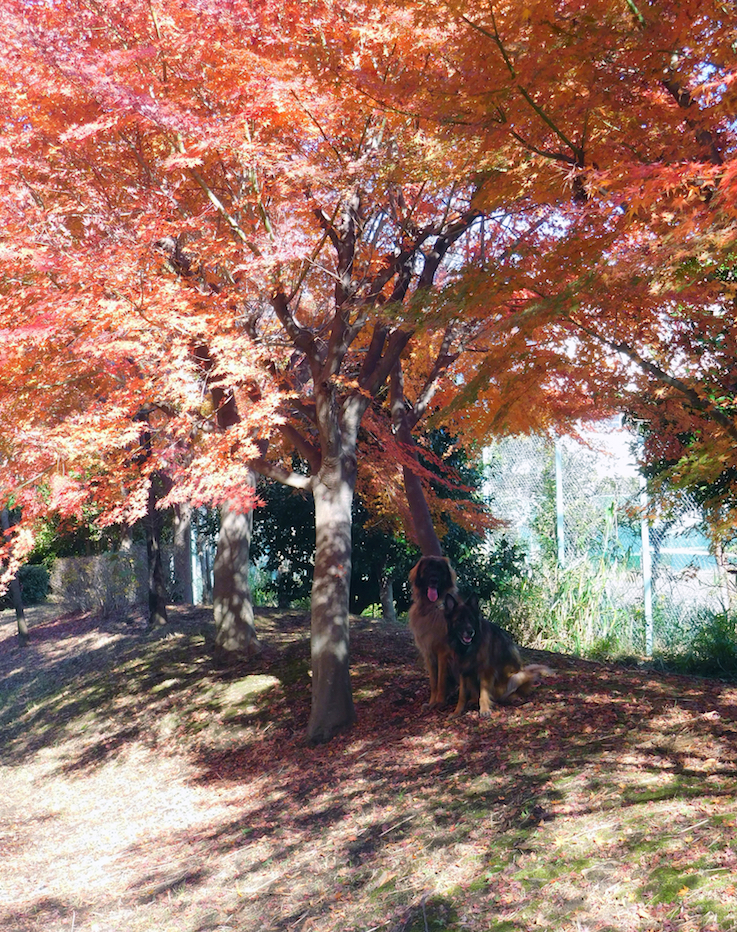 DSCN0369_玉八紅葉遠景ベスト_FB.jpg