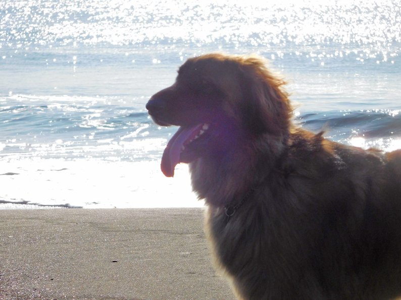 DSCN0581_キラキラハチ_FB.jpg