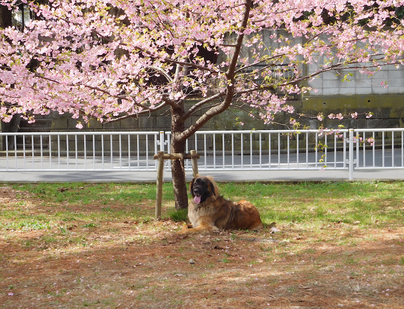 DSCN0811_ハチ桜_FB.jpg