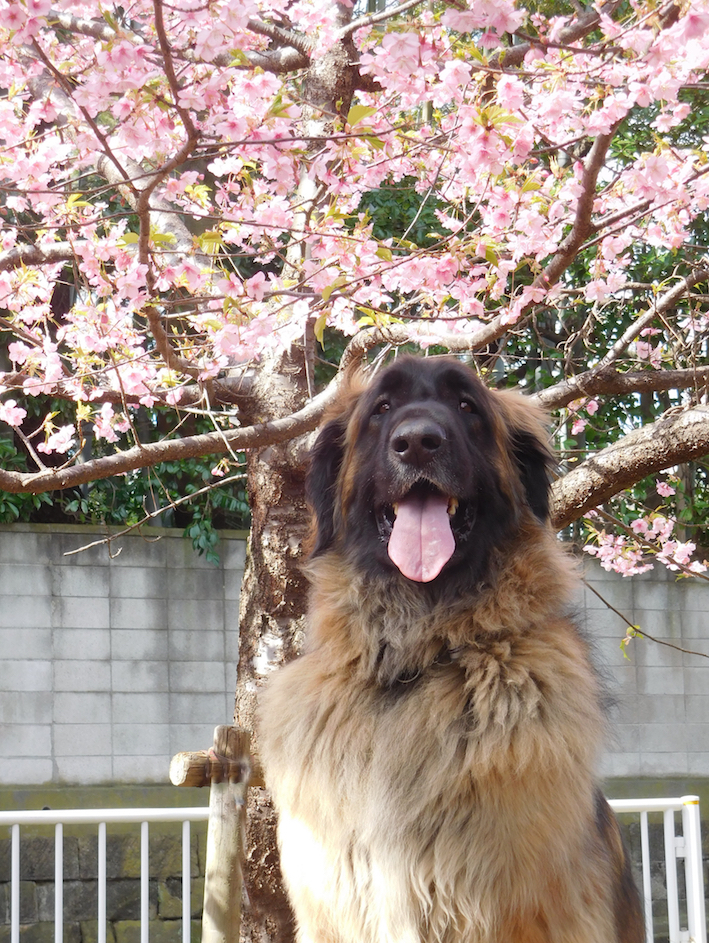 DSCN0816_ハチ桜えへ_FB.jpg