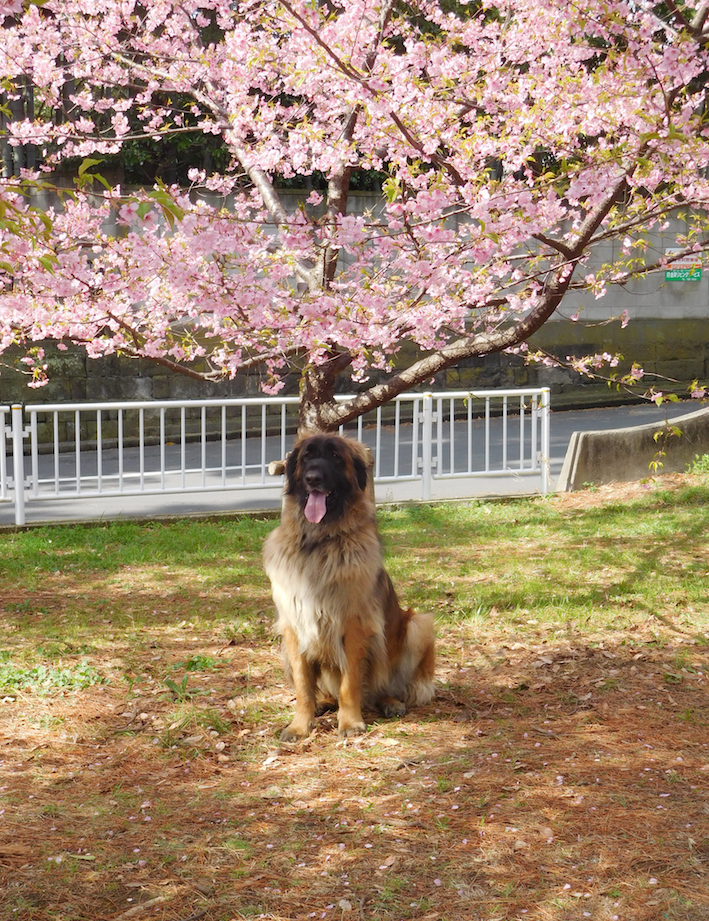 DSCN0822_ハチ桜_FB.jpg