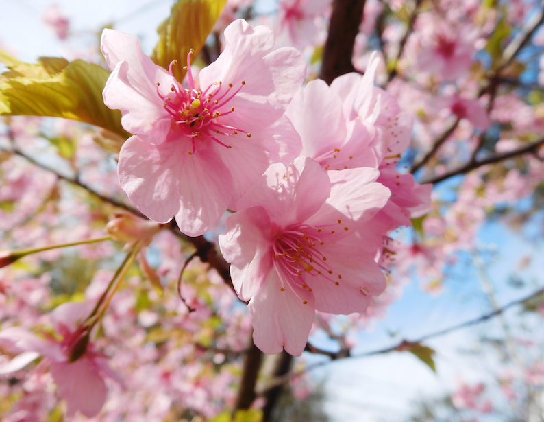 DSCN0834_早咲山桜アップ_FB.jpg