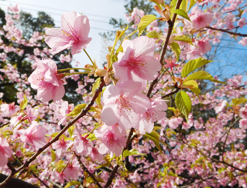 DSCN0835_早咲山桜_FB.jpg