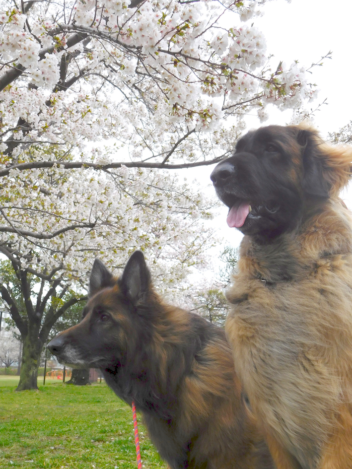 DSCN0994_玉八桜_FB.jpg