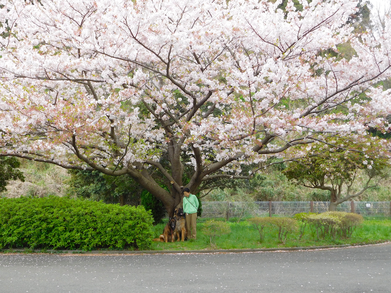 DSCN1024_のぶ玉八桜いい感じ_FB.jpg