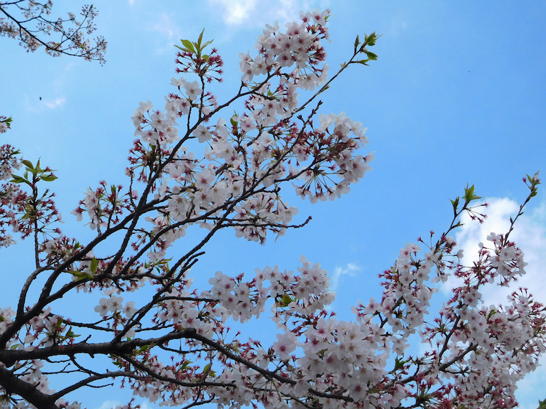 DSCN1028_桜枝_FB.jpg
