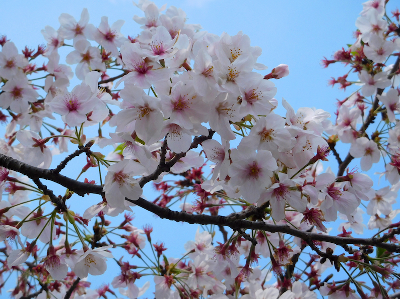 DSCN1029_桜アップ_FB.jpg