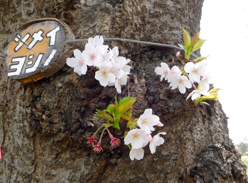 DSCN1030_ソメイヨシノ_FB.jpg