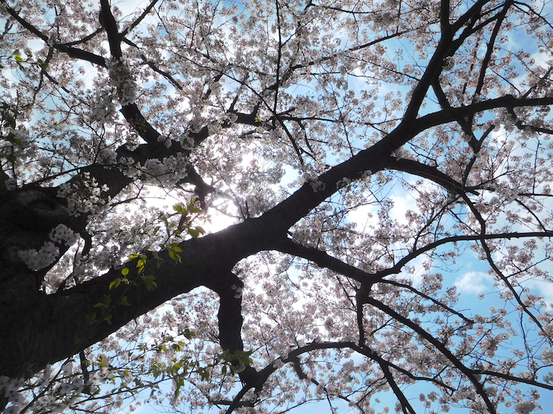 DSCN1031_桜_FB.jpg