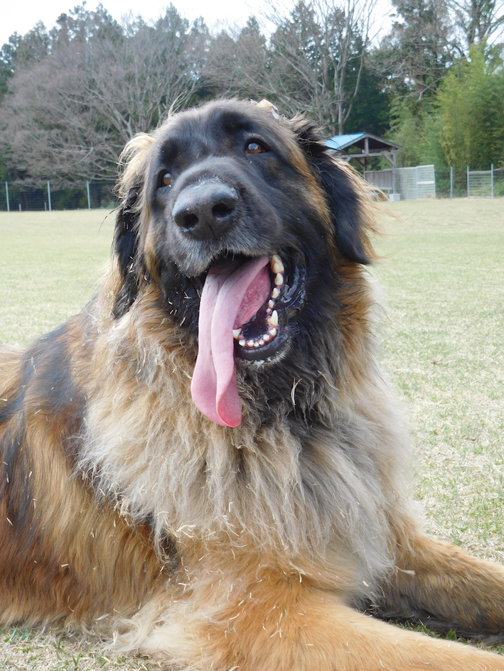 DSCN1065_芝犬ハチぶひかわゆゆ_FB.jpg