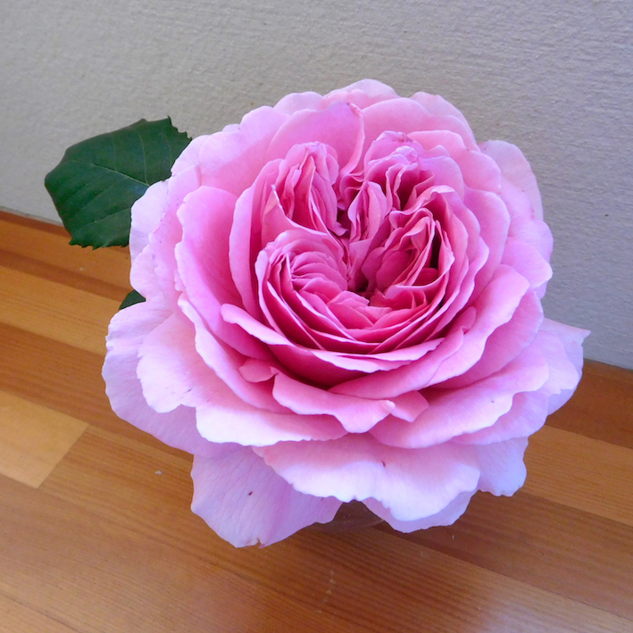 DSCN1271_長浜ばら_FB.jpg