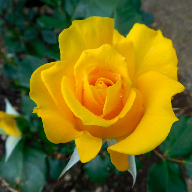 DSCN1288_ヘンリー開花_FB.jpg