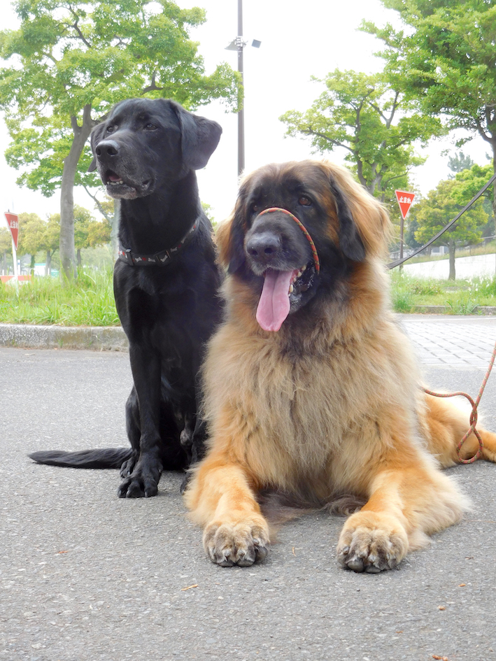 DSCN1483_ハチ&ユリウスBEST_FB.jpg