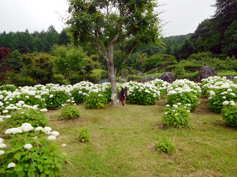 DSCN1663_アナベル玉遠景_FB.jpg